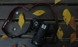 stock